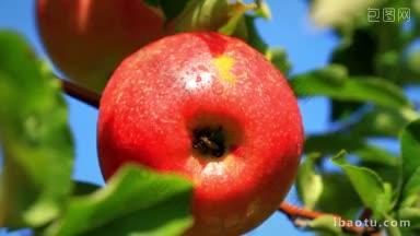 <strong>苹果</strong>在树枝上的特写镜头滑块
